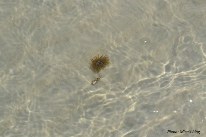 The water is so clear that you can see through