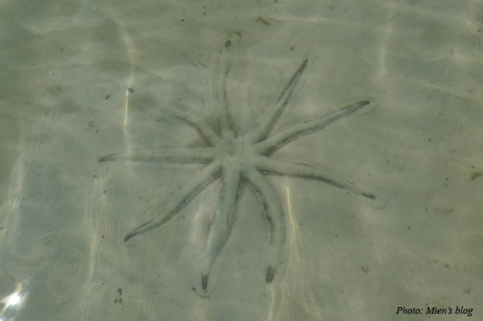 Star fish in Sao Beach in Phu Quoc Island, Vietnam