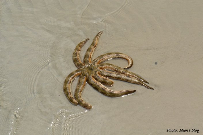 Star fish in Sao Beach, Phu Quoc Island, Vietnam