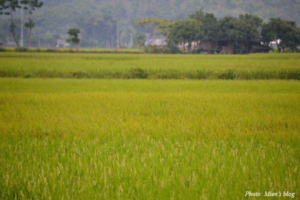 The rice paddy fields are ripening. I love the scent on the way!