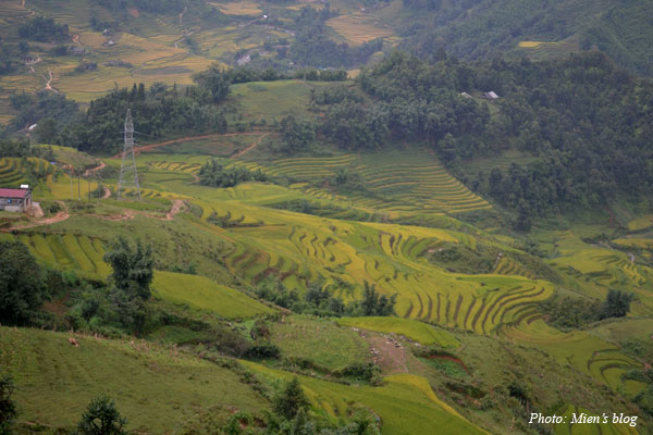 The famous terrace field in Sapa
