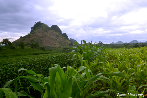 Moc-Chau-Tea-Plant-2