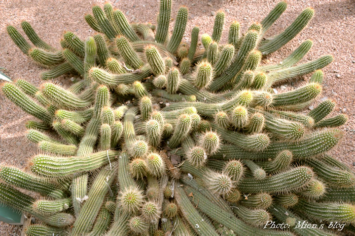 One of the hundreds of cactus types in Majorelle Garden in Marrakech. Entry fee: 70 Dh (£5)
