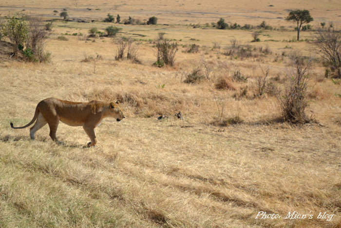 kenya-mien-blog-safari-1
